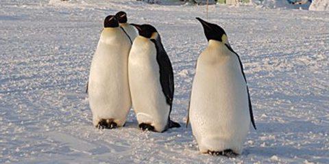 南极的企鹅